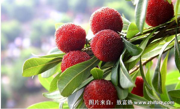 楊梅的功效與作用及禁忌