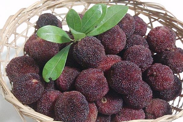 楊梅的功效與作用及禁忌