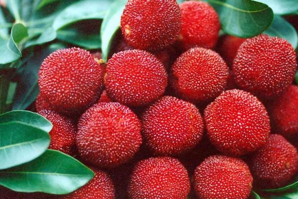 楊梅的功效與作用及禁忌