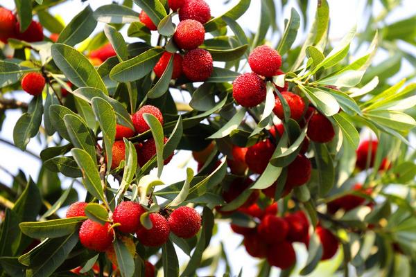 楊梅的功效與作用及禁忌