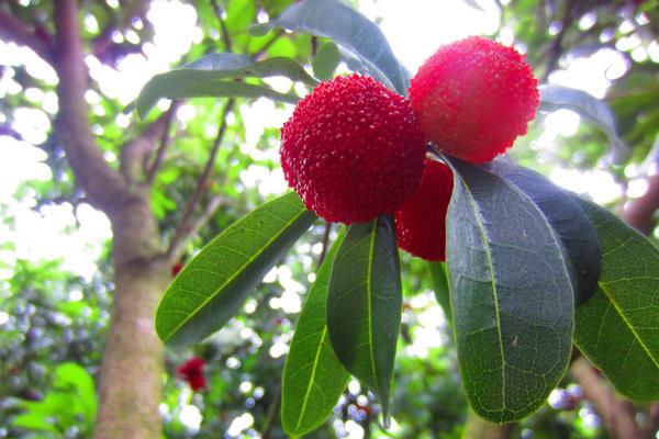 楊梅的功效與作用及禁忌