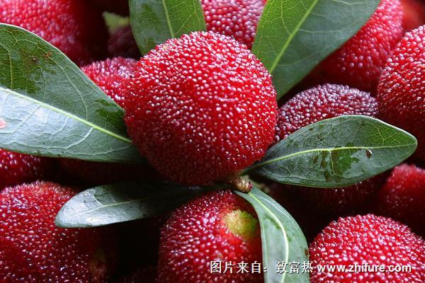 冰鎮楊梅湯的做法大全