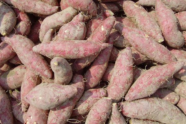 紅薯與什么食物相克