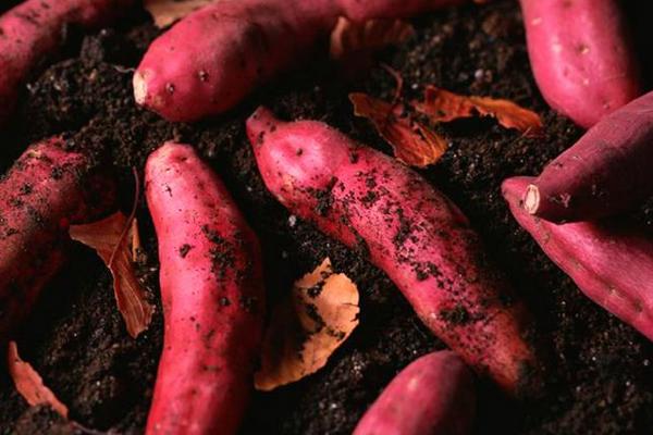 紅薯與什么食物相克
