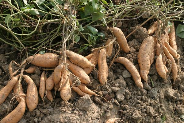 紅薯與什么食物相克