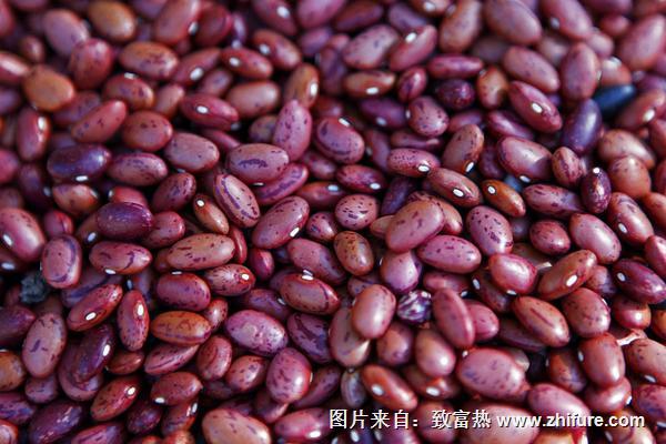 吃蘭花豆會胖嗎