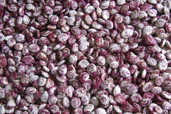 吃蘭花豆會胖嗎