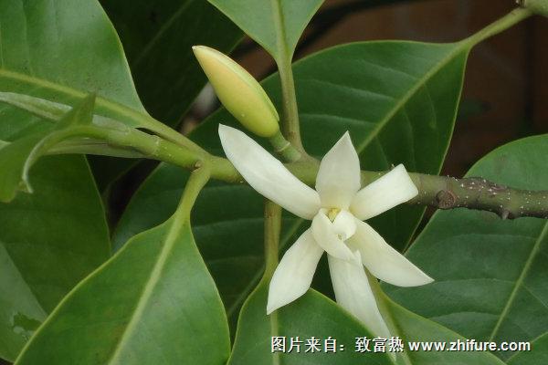 黃果蘭花怎么養