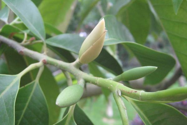 黃果蘭花怎么養(yǎng)