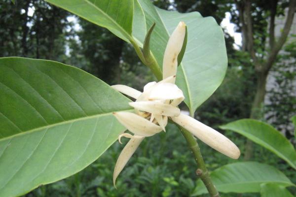 黃果蘭花怎么養(yǎng)