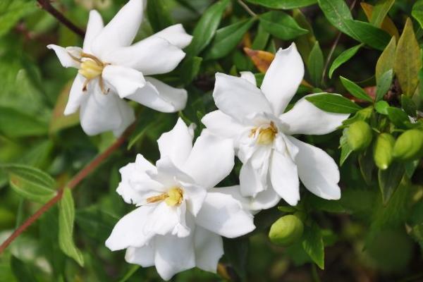 黃果蘭花怎么養(yǎng)