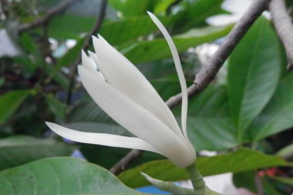 黃果蘭花怎么養(yǎng)