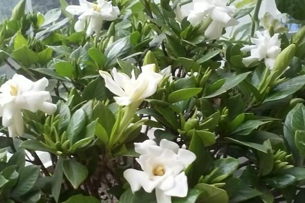 黃果蘭花怎么養(yǎng)