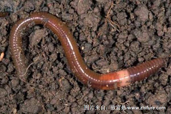 養(yǎng)蚯蚓用什么土？