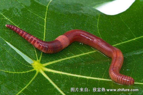 蚯蚓有什么藥用價值？