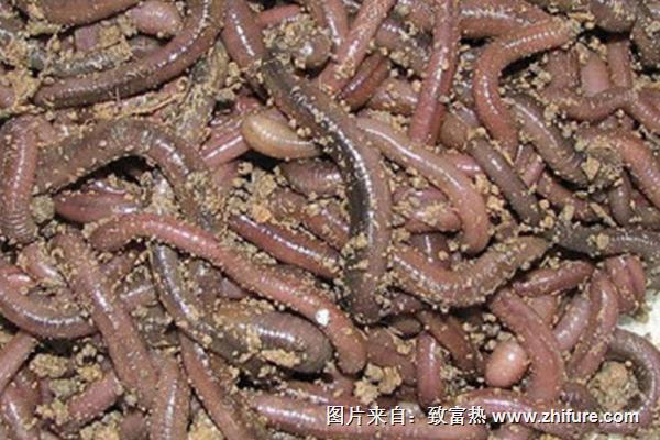 養(yǎng)蚯蚓需要投資多少錢？