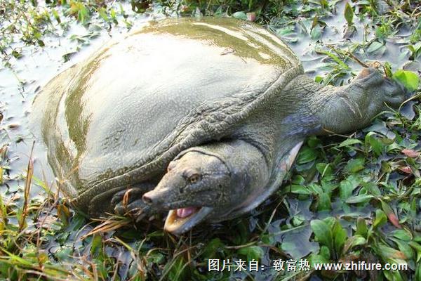 甲魚怎么養？科學養甲魚技術