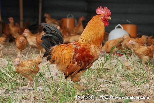 土雞價格多少錢一斤？