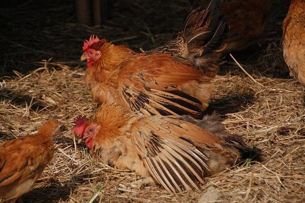 土雞價格多少錢一斤？