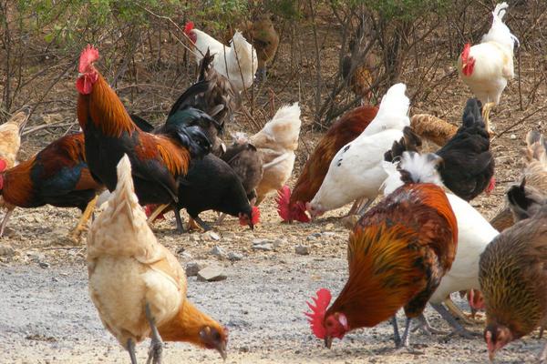 土雞價格多少錢一斤？