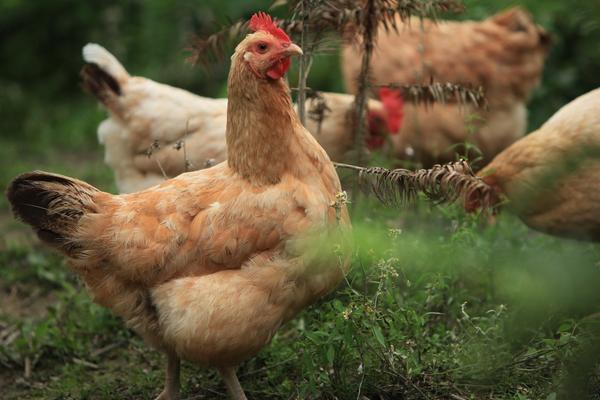 土雞價格多少錢一斤？