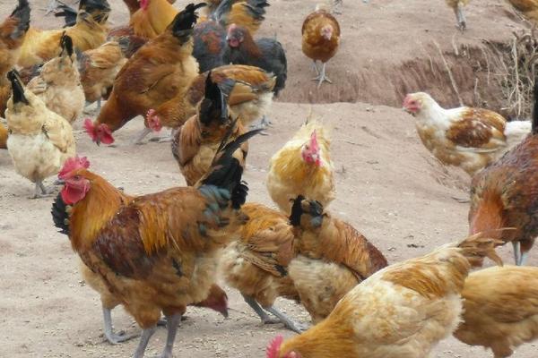 土雞價格多少錢一斤？