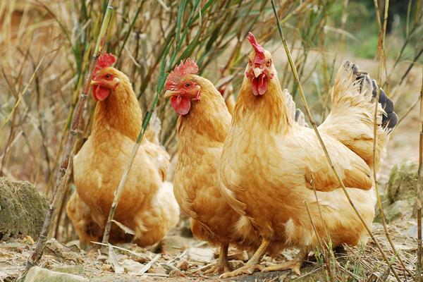 土雞價格多少錢一斤？