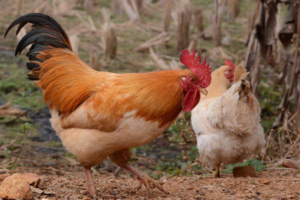 土雞價格多少錢一斤？