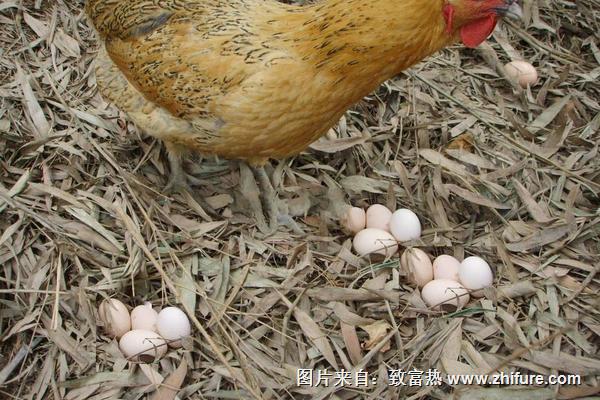 如何提高土雞產蛋率？