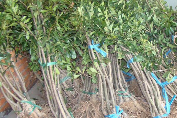 東魁楊梅苗價格多少錢一株