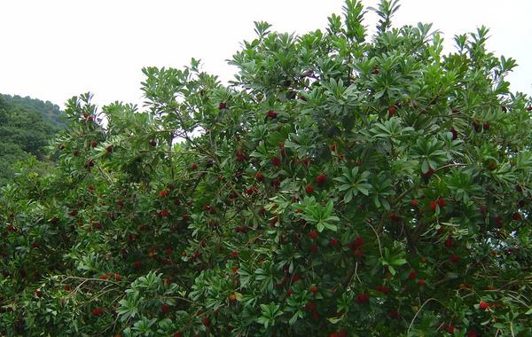東魁楊梅苗價格多少錢一株