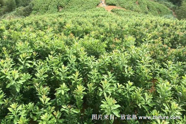 東魁楊梅苗價格多少錢一株