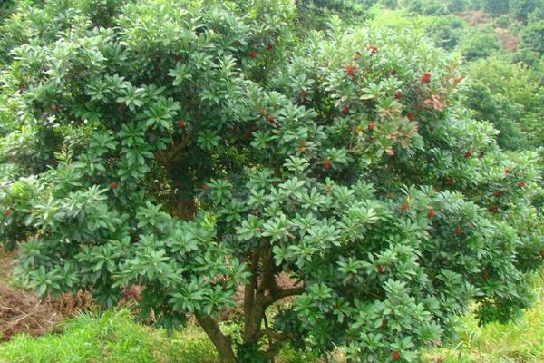 東魁楊梅苗價格多少錢一株