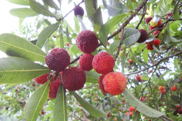 東魁楊梅苗價格多少錢一株