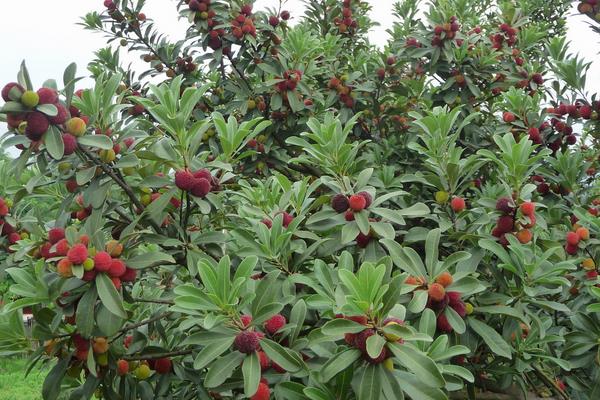 東魁楊梅苗價格多少錢一株