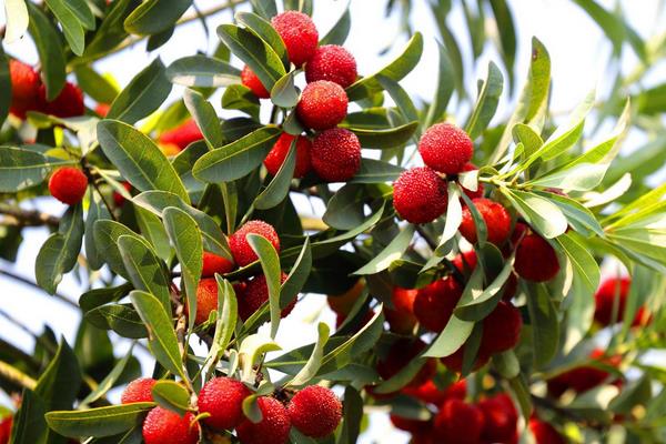 東魁楊梅苗價格多少錢一株
