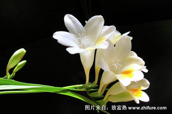 蘭花專用肥有哪些