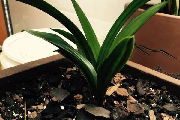 蘭花專用肥有哪些