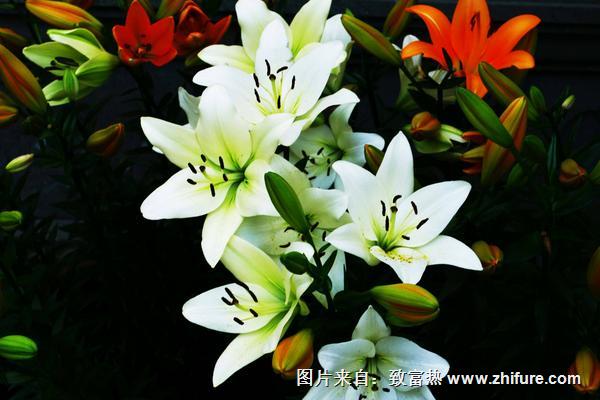 香水百合怎么養