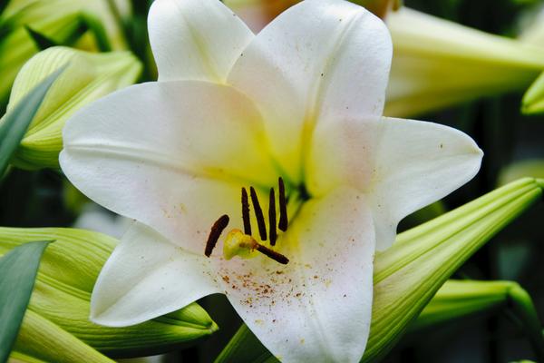 香水百合怎么養(yǎng)