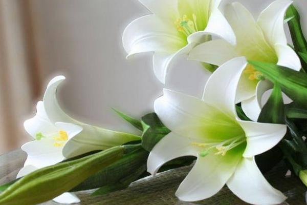 香水百合怎么養(yǎng)