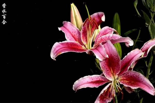 香水百合怎么養(yǎng)