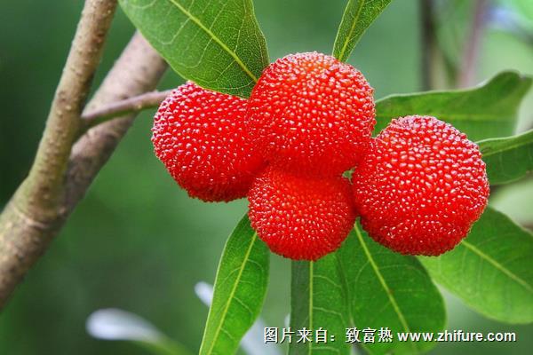 楊梅什么時候成熟