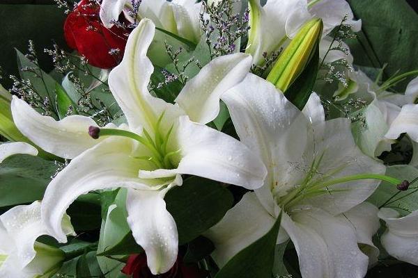 香水百合怎么養(yǎng)