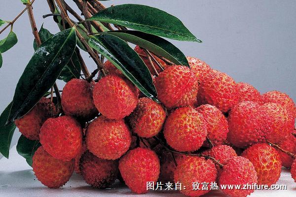 荔枝什么時候上市