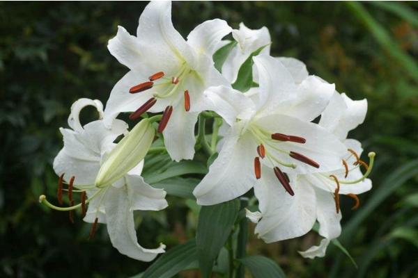 香水百合怎么養(yǎng)