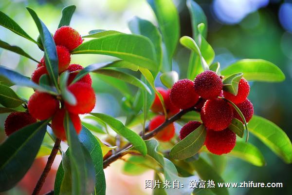 夢見楊梅樹上結了好多楊梅是什么意思