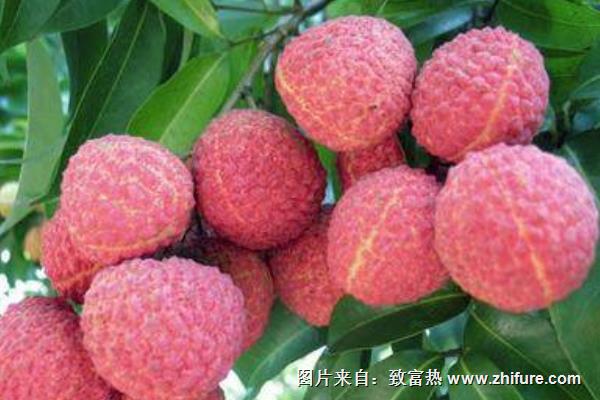 掛綠荔枝價(jià)格多少錢(qián)一斤