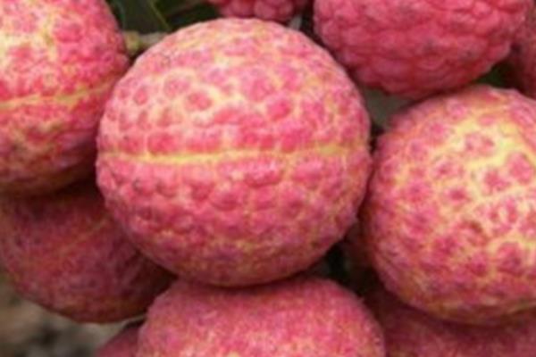 掛綠荔枝圖片大全