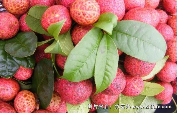 掛綠荔枝圖片大全